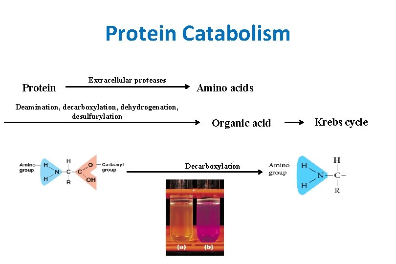 Protein Catabolism Protein Extracellular proteases Deamination, decarboxylation, dehydrogenation, desulfurylation Amino acids Organic acid Decarboxylation