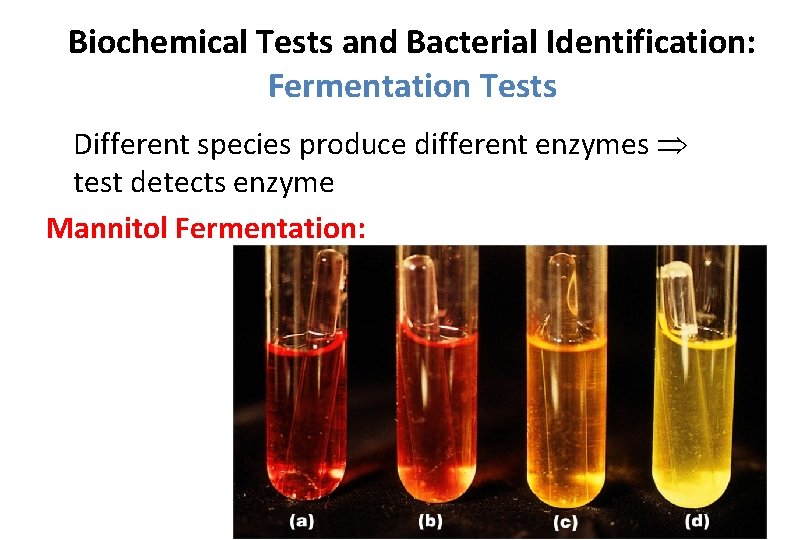 Biochemical Tests and Bacterial Identification: Fermentation Tests Different species produce different enzymes test detects