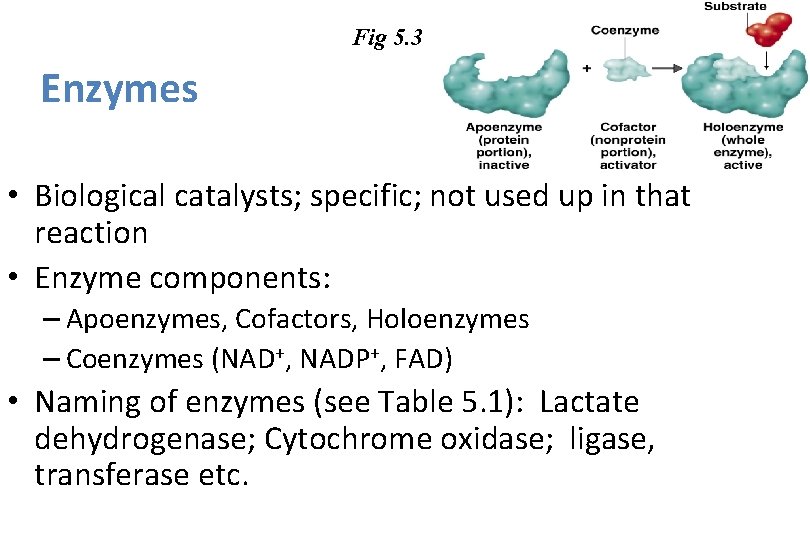 Fig 5. 3 Enzymes • Biological catalysts; specific; not used up in that reaction