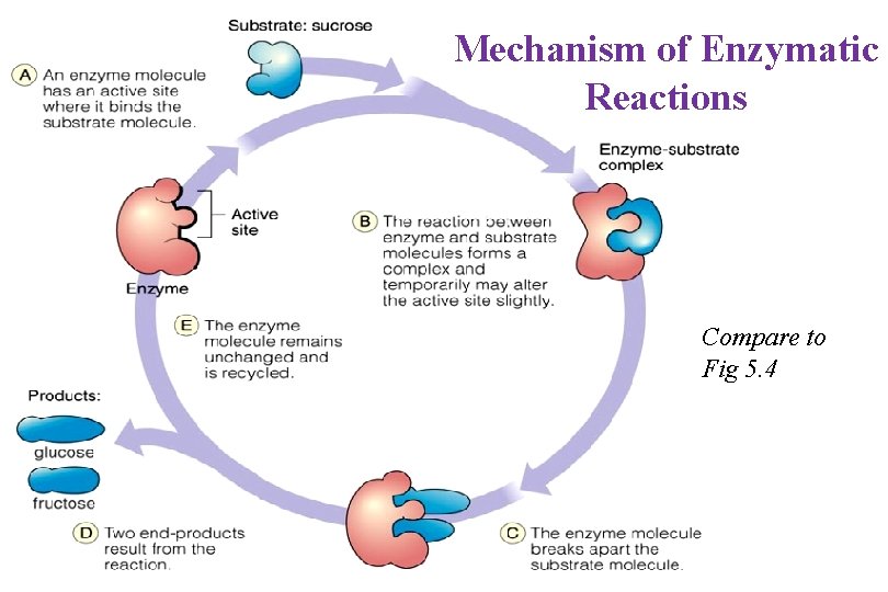 Mechanism of Enzymatic Reactions Compare to Fig 5. 4 