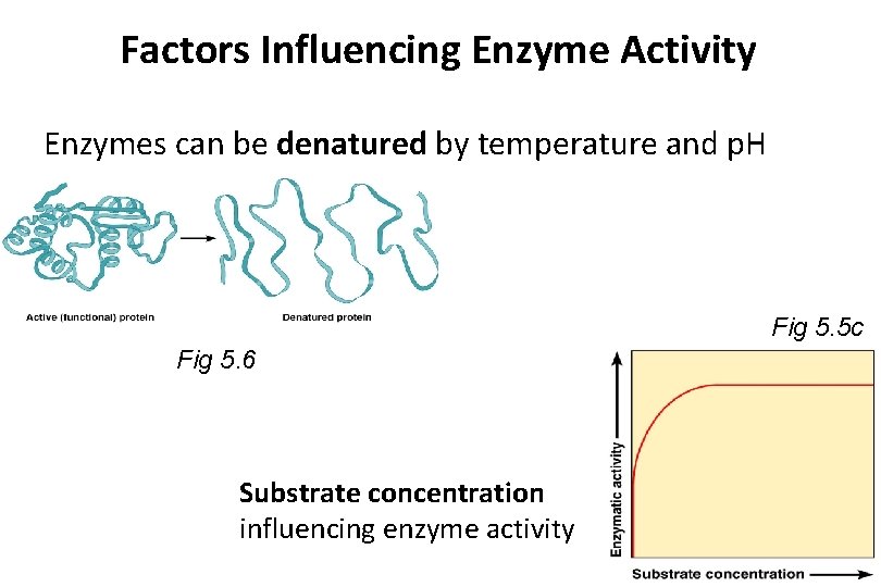 Factors Influencing Enzyme Activity Enzymes can be denatured by temperature and p. H Fig