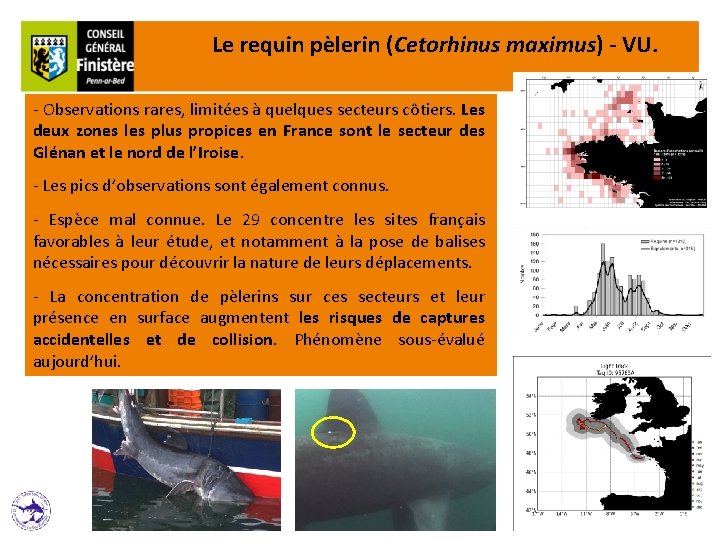 Le requin pèlerin (Cetorhinus maximus) - VU. - Observations rares, limitées à quelques secteurs
