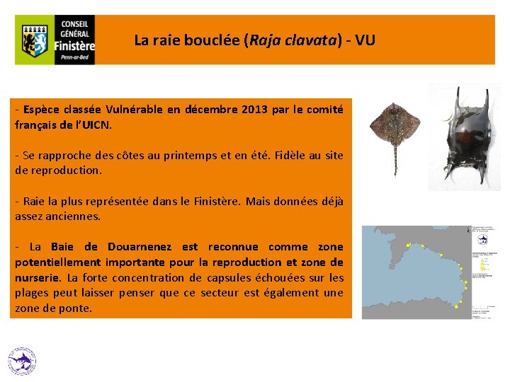 La raie bouclée (Raja clavata) - VU - Espèce classée Vulnérable en décembre 2013