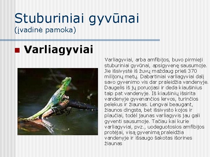 Stuburiniai gyvūnai (įvadinė pamoka) n Varliagyviai, arba amfibijos, buvo pirmieji stuburiniai gyvūnai, apsigyvenę sausumoje.