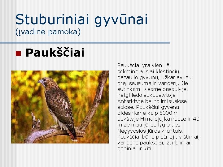 Stuburiniai gyvūnai (įvadinė pamoka) n Paukščiai yra vieni iš sėkmingiausiai klestinčių pasaulio gyvūnų, užkariavusių