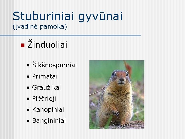 Stuburiniai gyvūnai (įvadinė pamoka) n Žinduoliai • Šikšnosparniai • Primatai • Graužikai • Plėšrieji