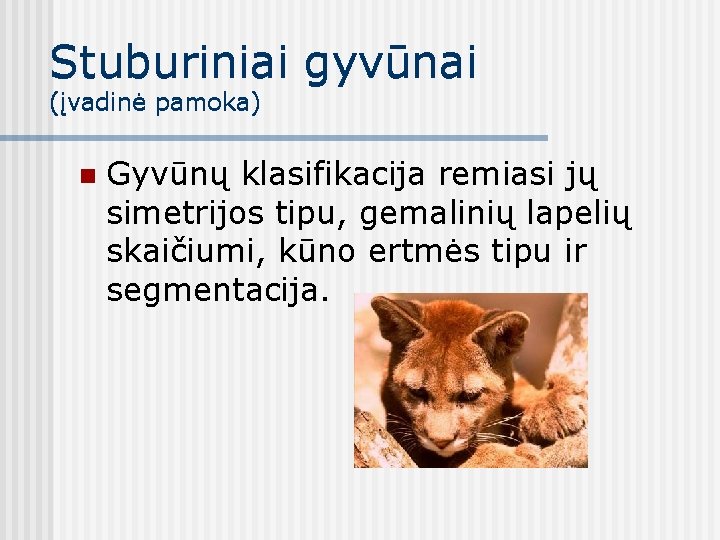 Stuburiniai gyvūnai (įvadinė pamoka) n Gyvūnų klasifikacija remiasi jų simetrijos tipu, gemalinių lapelių skaičiumi,