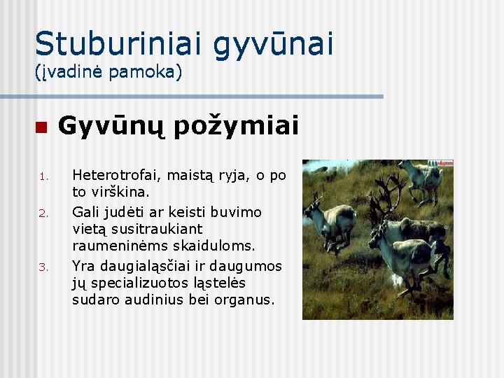 Stuburiniai gyvūnai (įvadinė pamoka) n 1. 2. 3. Gyvūnų požymiai Heterotrofai, maistą ryja, o