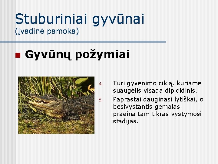 Stuburiniai gyvūnai (įvadinė pamoka) n Gyvūnų požymiai 4. 5. Turi gyvenimo ciklą, kuriame suaugėlis