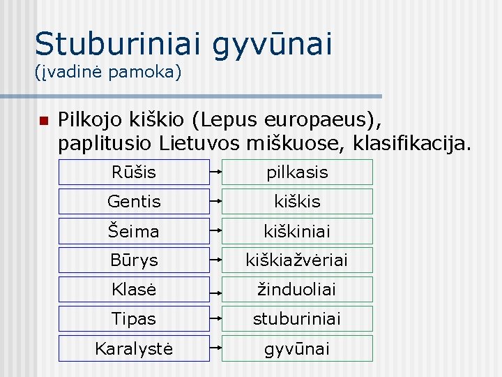Stuburiniai gyvūnai (įvadinė pamoka) n Pilkojo kiškio (Lepus europaeus), paplitusio Lietuvos miškuose, klasifikacija. Rūšis
