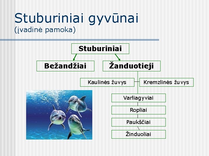 Stuburiniai gyvūnai (įvadinė pamoka) Stuburiniai Bežandžiai Žanduotieji Kaulinės žuvys Kremzlinės žuvys Varliagyviai Ropliai Paukščiai