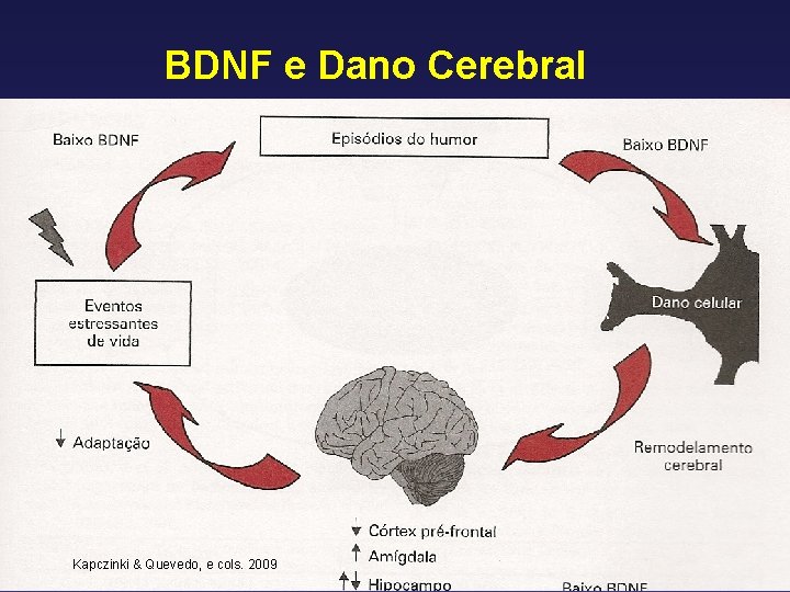 BDNF e Dano Cerebral Kapczinki & Quevedo, e cols. 2009 