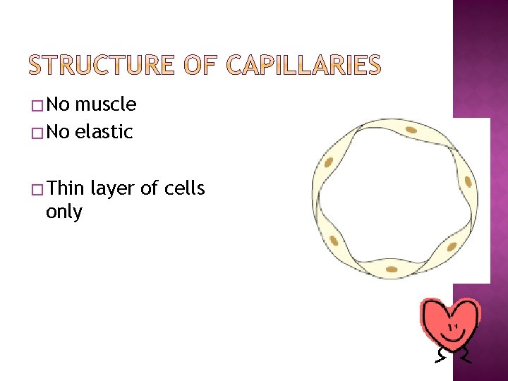 � No muscle � No elastic � Thin only layer of cells 