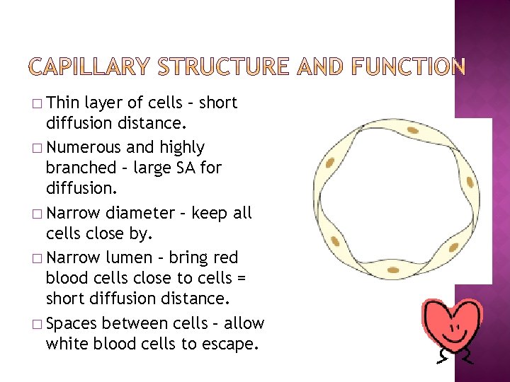 � Thin layer of cells – short diffusion distance. � Numerous and highly branched