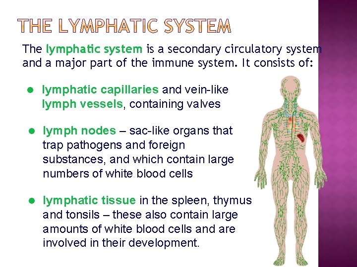 The lymphatic system is a secondary circulatory system and a major part of the