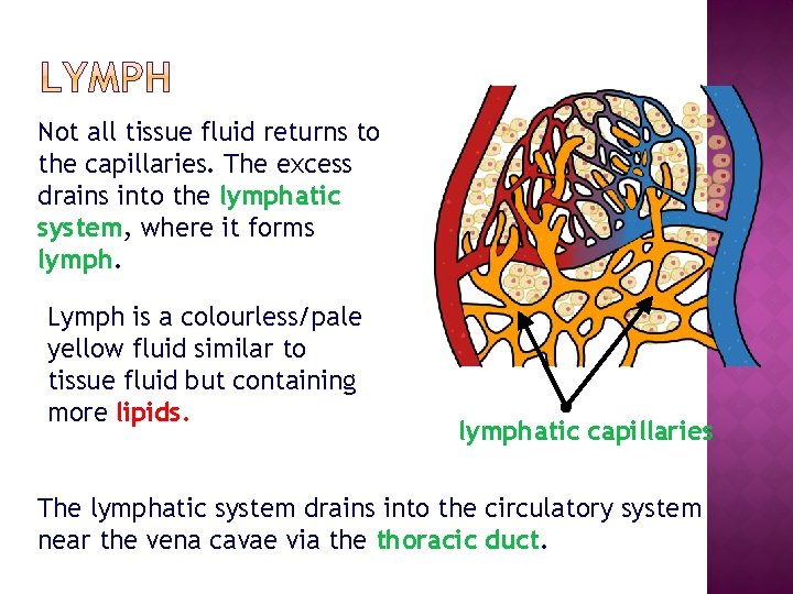 Not all tissue fluid returns to the capillaries. The excess drains into the lymphatic