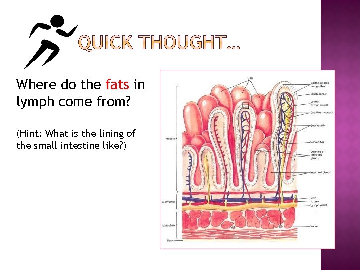 Where do the fats in lymph come from? (Hint: What is the lining of