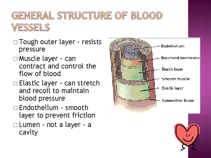 � Tough outer layer – resists pressure � Muscle layer – can contract and