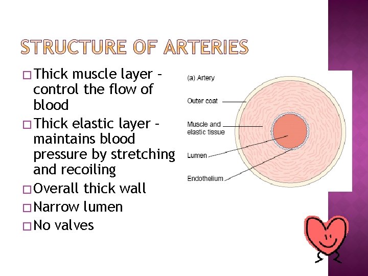 � Thick muscle layer – control the flow of blood � Thick elastic layer