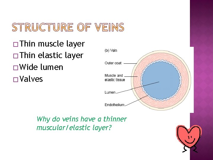 � Thin muscle layer � Thin elastic layer � Wide lumen � Valves Why