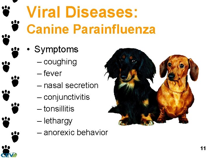 Viral Diseases: Canine Parainfluenza • Symptoms – coughing – fever – nasal secretion – Viral Diseases: Canine Parainfluenza • Symptoms – coughing – fever – nasal secretion –