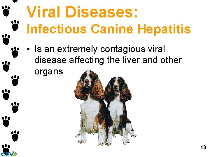 Viral Diseases: Infectious Canine Hepatitis • Is an extremely contagious viral disease affecting the