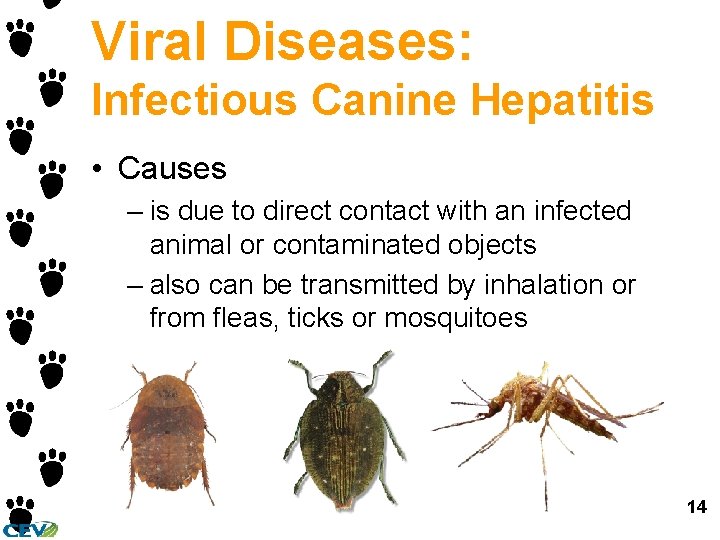 Viral Diseases: Infectious Canine Hepatitis • Causes – is due to direct contact with