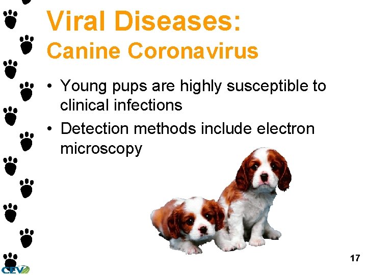Viral Diseases: Canine Coronavirus • Young pups are highly susceptible to clinical infections •