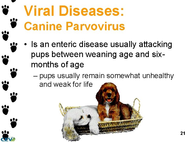Viral Diseases: Canine Parvovirus • Is an enteric disease usually attacking pups between weaning