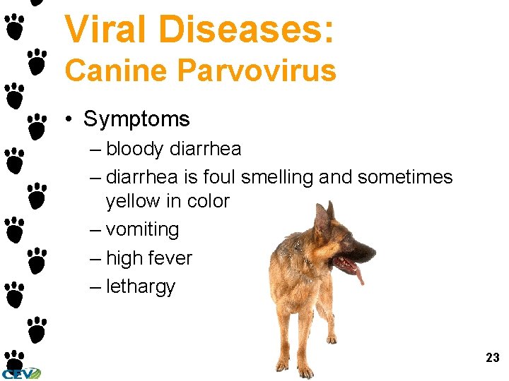 Viral Diseases: Canine Parvovirus • Symptoms – bloody diarrhea – diarrhea is foul smelling