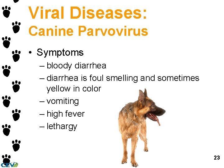 Viral Diseases: Canine Parvovirus • Symptoms – bloody diarrhea – diarrhea is foul smelling Viral Diseases: Canine Parvovirus • Symptoms – bloody diarrhea – diarrhea is foul smelling