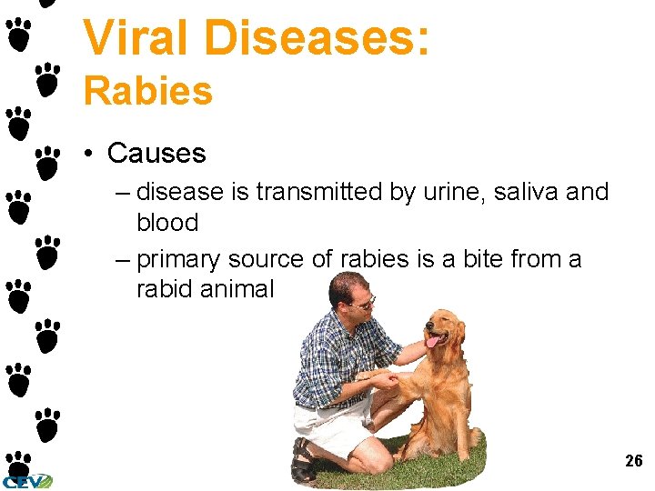 Viral Diseases: Rabies • Causes – disease is transmitted by urine, saliva and blood