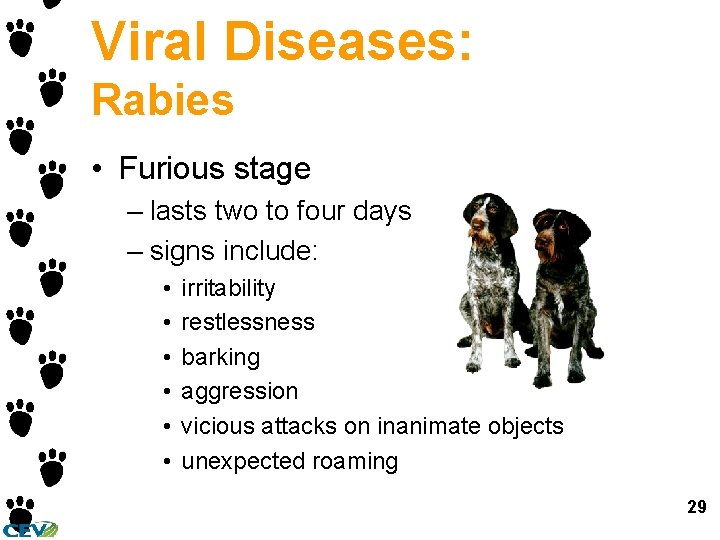 Viral Diseases: Rabies • Furious stage – lasts two to four days – signs
