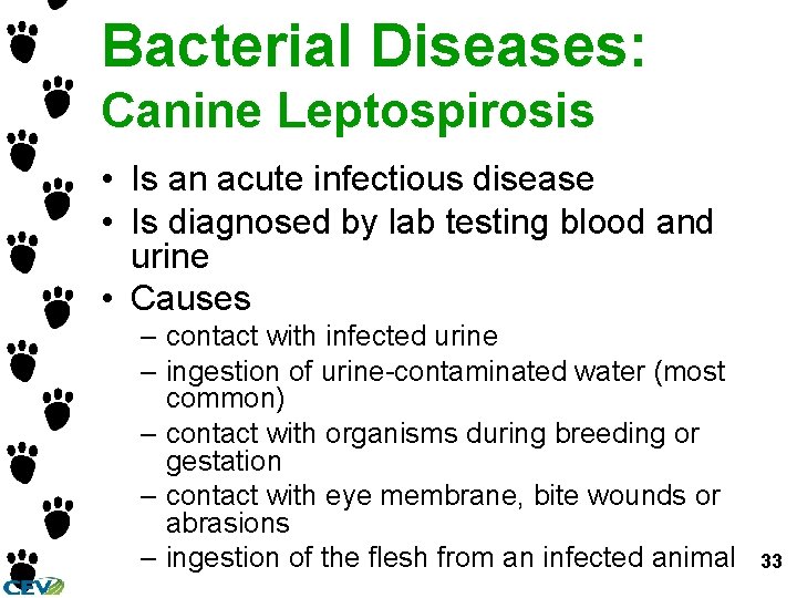 Bacterial Diseases: Canine Leptospirosis • Is an acute infectious disease • Is diagnosed by Bacterial Diseases: Canine Leptospirosis • Is an acute infectious disease • Is diagnosed by