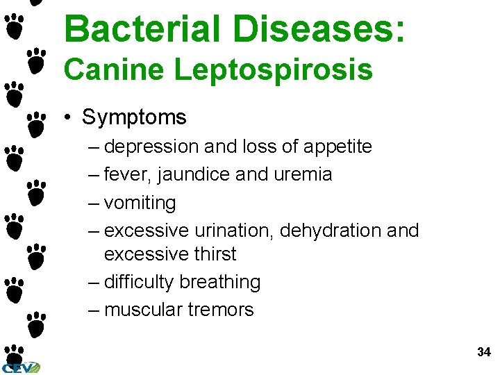 Bacterial Diseases: Canine Leptospirosis • Symptoms – depression and loss of appetite – fever,