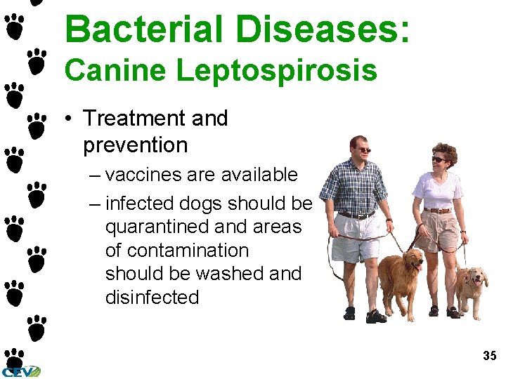 Bacterial Diseases: Canine Leptospirosis • Treatment and prevention – vaccines are available – infected