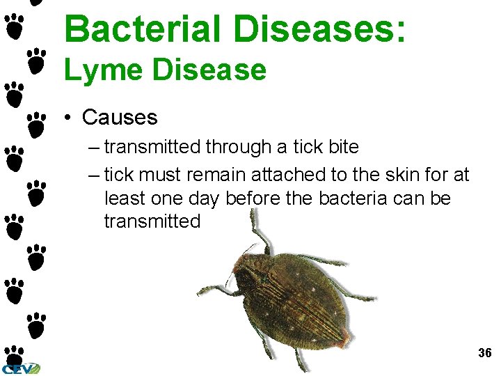 Bacterial Diseases: Lyme Disease • Causes – transmitted through a tick bite – tick Bacterial Diseases: Lyme Disease • Causes – transmitted through a tick bite – tick