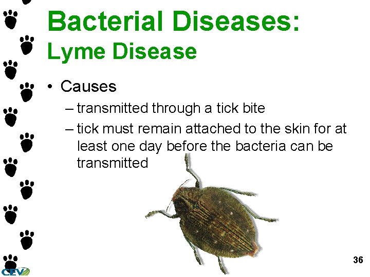 Bacterial Diseases: Lyme Disease • Causes – transmitted through a tick bite – tick