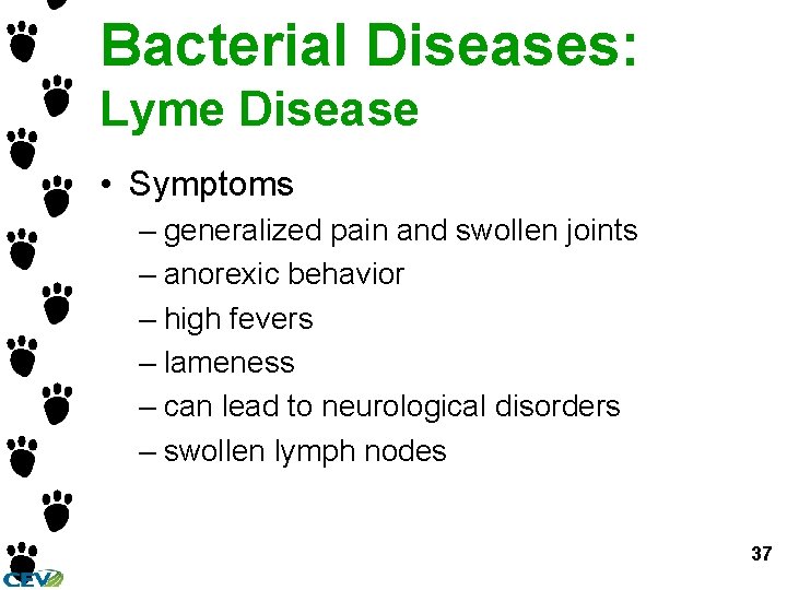 Bacterial Diseases: Lyme Disease • Symptoms – generalized pain and swollen joints – anorexic Bacterial Diseases: Lyme Disease • Symptoms – generalized pain and swollen joints – anorexic