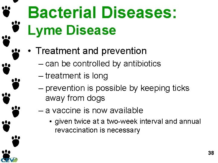 Bacterial Diseases: Lyme Disease • Treatment and prevention – can be controlled by antibiotics