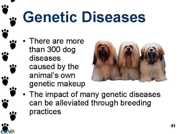 Genetic Diseases • There are more than 300 dog diseases caused by the animal’s