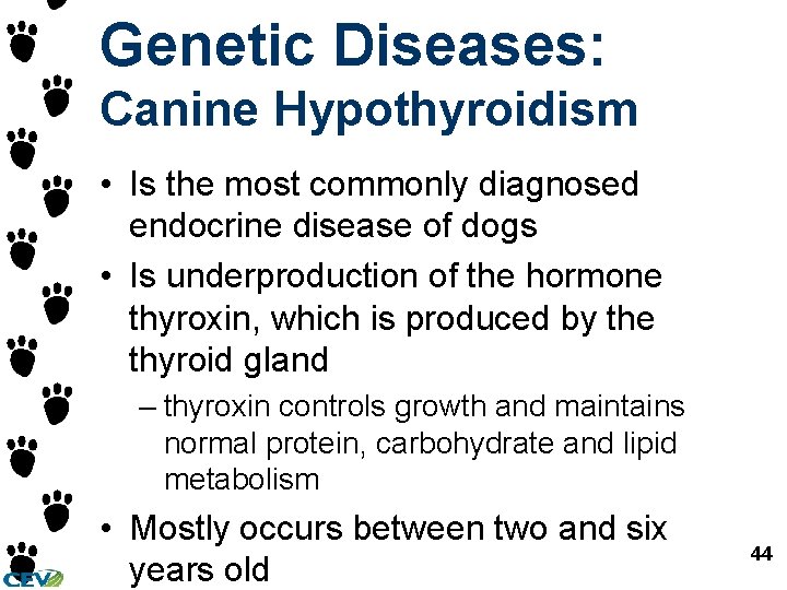 Genetic Diseases: Canine Hypothyroidism • Is the most commonly diagnosed endocrine disease of dogs Genetic Diseases: Canine Hypothyroidism • Is the most commonly diagnosed endocrine disease of dogs