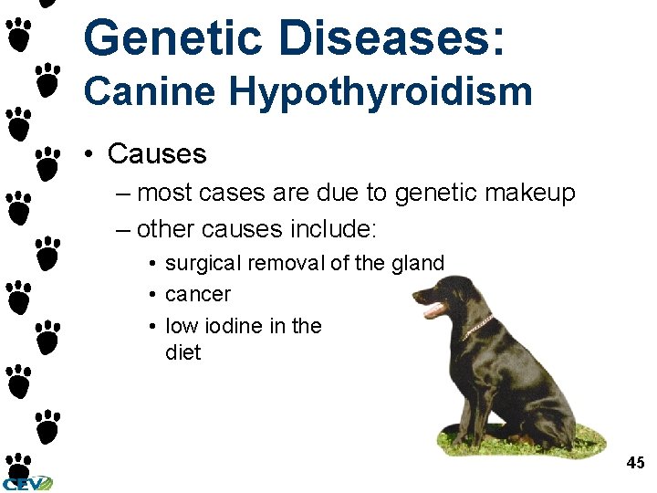 Genetic Diseases: Canine Hypothyroidism • Causes – most cases are due to genetic makeup