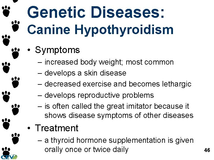 Genetic Diseases: Canine Hypothyroidism • Symptoms – increased body weight; most common – develops Genetic Diseases: Canine Hypothyroidism • Symptoms – increased body weight; most common – develops