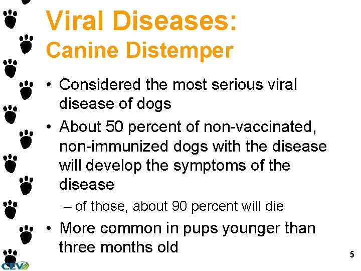 Viral Diseases: Canine Distemper • Considered the most serious viral disease of dogs • Viral Diseases: Canine Distemper • Considered the most serious viral disease of dogs •