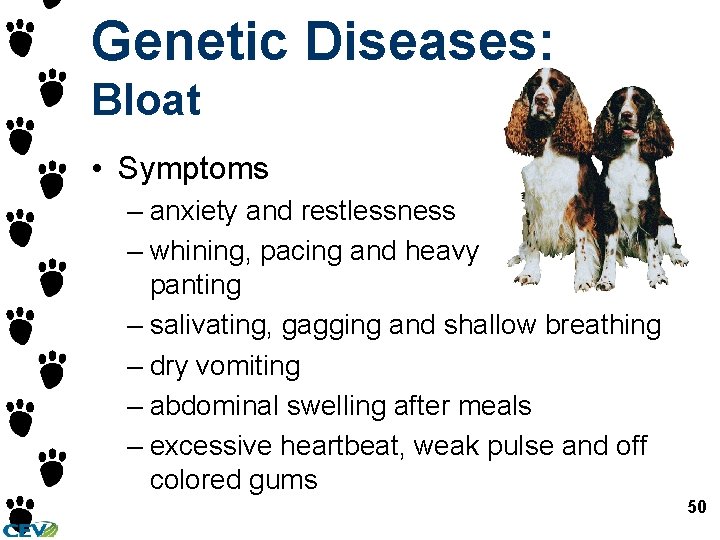 Genetic Diseases: Bloat • Symptoms – anxiety and restlessness – whining, pacing and heavy