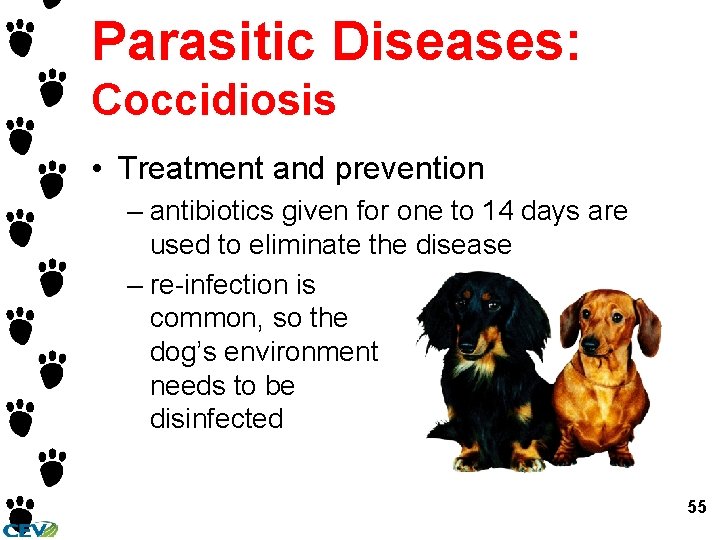 Parasitic Diseases: Coccidiosis • Treatment and prevention – antibiotics given for one to 14 Parasitic Diseases: Coccidiosis • Treatment and prevention – antibiotics given for one to 14