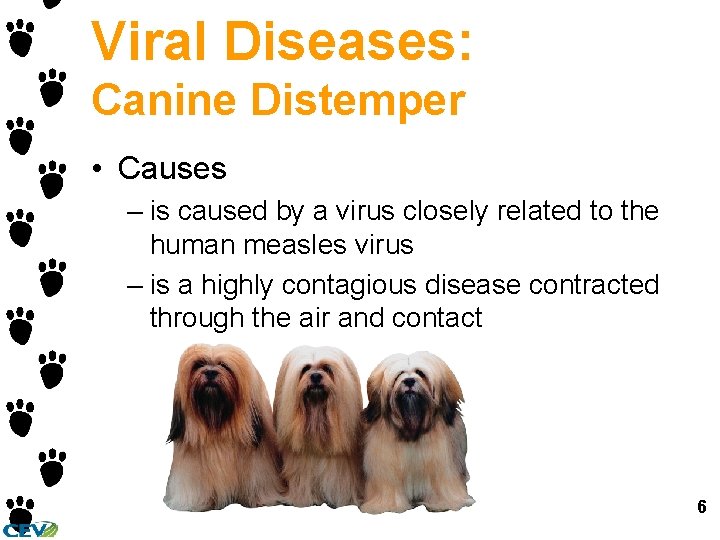 Viral Diseases: Canine Distemper • Causes – is caused by a virus closely related