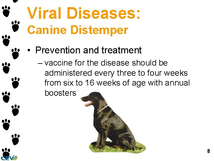 Viral Diseases: Canine Distemper • Prevention and treatment – vaccine for the disease should