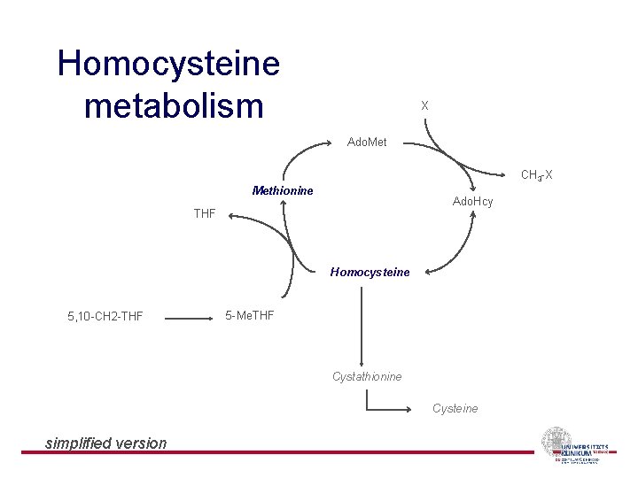 Homocysteine metabolism X Ado. Met CH 3 -X Methionine Ado. Hcy THF Homocysteine 5,